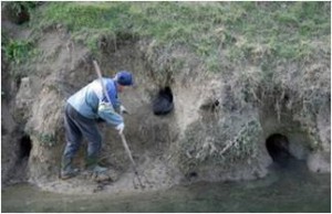 tane di nutria in un argine